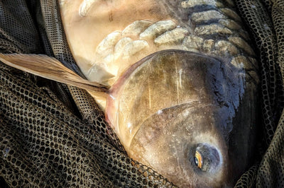 After the Spawn: A Guide to Carp Fishing Tactics