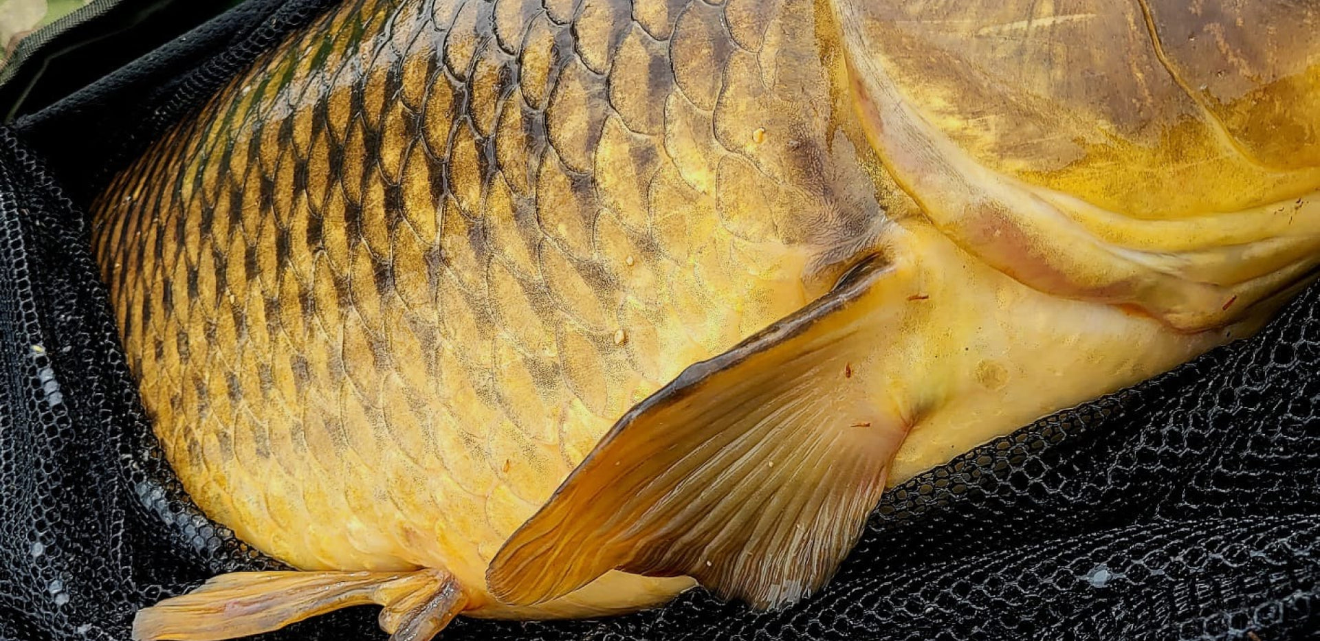 Premium Carp Fishing in Cambridgeshire Boilies & Carp Fishing Lakes